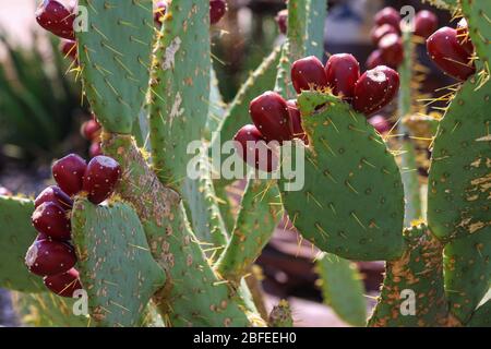 Stachelige rote Früchte des Pear Kaktus, die auf stacheligen Kaktusklötze in der Wüste von New Mexico, Südwesten der USA wachsen. Gattung 'Opuntia' einjährige essbare Früchte Stockfoto