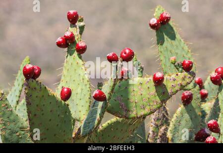 Stachelige rote Früchte des Pear Kaktus, die auf stacheligen Kaktusklötze in der Wüste von New Mexico, Südwesten der USA wachsen. Gattung 'Opuntia' einjährige essbare Früchte Stockfoto