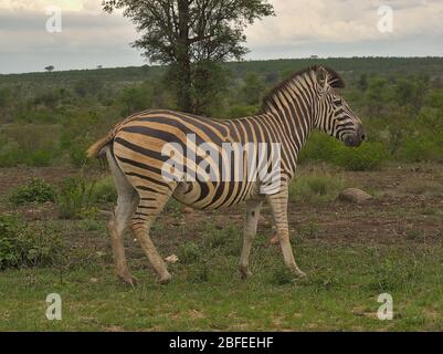 Zebra an bewölktem Tag im Kruger Nationalpark in Südafrika Stockfoto