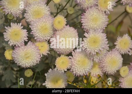 Nahaufnahme einer reinen weißen Dahlia-Blume, die in einem Garten blüht Stockfoto