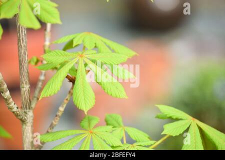 Pferd Kastanienbaum oder Aesculus hippocastanum Setzling wächst im Freien mit Nahaufnahme auf Blatt Stockfoto