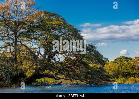 Bäume von Las Isletas de Granada Nicaragua See Stockfoto