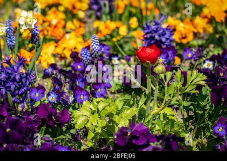 Sehr buntes Frühlingsblumenbett mit Narzissen, Stiefmütterchen, Butterblumen und Hyazinthen Stockfoto