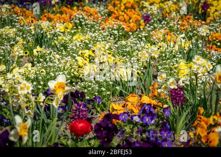 Sehr buntes Frühlingsblumenbett mit Narzissen, Stiefmütterchen, Butterblumen und Hyazinthen Stockfoto