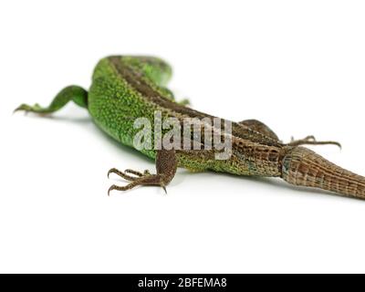 Grüne männliche Sandeidechse, Lacerta agilis, mit neuem Schwanz isoliert auf weißem Hintergrund, Rückansicht Stockfoto