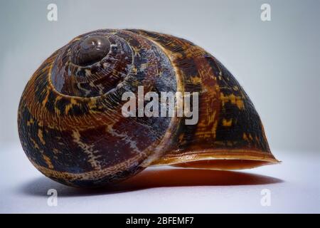 Schneckenschale im Makro Nahaufnahme Stockfoto