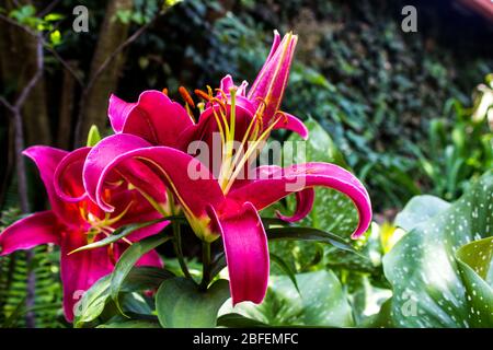 Eine Gruppe rötlich-purpurroter orientalischer Hybrid-Lilien, teilweise geöffnet, einige davon noch im Knospen Stockfoto