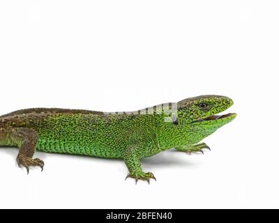 Männliche grüne Sandeidechse, Lacerta agilis, mit offenem Mund, Seitenansicht, isoliert auf weißem Hintergrund Stockfoto