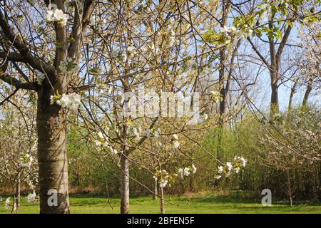 Frühlingslandschaft in Bayern: Erste weiße Blüten an den Apfelbaumzweigen im Obstgarten, weiche Fokussierung Stockfoto