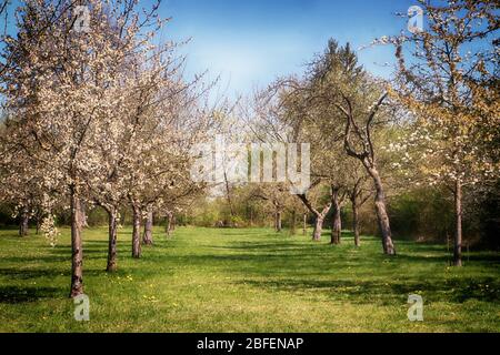 Frühlingslandschaft in Bayern: Erste Blüten an den Apfelbaumästen im Obstgarten, weiche Fokussierung Stockfoto