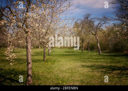 Frühlingslandschaft in Bayern: Erste weiße Blüten an den Apfelbaumzweigen im Obstgarten, weiche Fokussierung Stockfoto