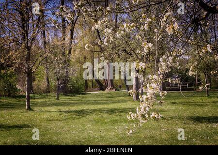 Frühlingslandschaft in Bayern: Erste weiße rosa Blüten auf den Ästen des Apfelbaums im Grünen, weiche Fokussierung Stockfoto