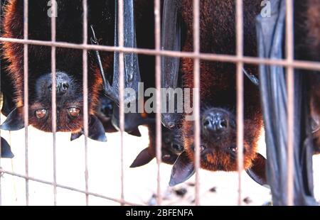 Käfig Fliegende Füchse Fledermäuse auf dem Kopf auf einem Markt für Essen und Essen, Sumatra, Indonesien Stockfoto