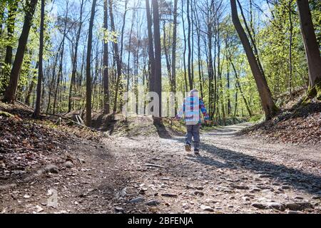 Rückansicht des 4-jährigen Kindes, das Holzstab in der Hand hält und an einem sonnigen Tag einen steinigen Fußweg in einem schönen hellen Frühlingswald hinaufgeht. Siehe Stockfoto