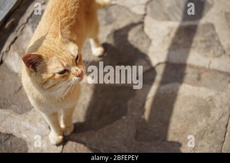 Eine rote Katze steht auf einem Steinboden an sonnigen Tagen im Freien Stockfoto