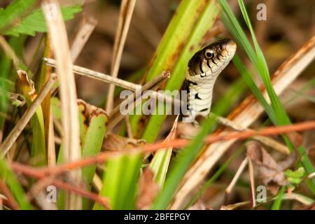 Grasnatter Natrix natrix grünlicher Körper mit dunklen Flecken entlang der Flanken weiße Unterseite mit dunklen Markierungen. Hat runde Pupillen und einen gelben Halskragen Stockfoto