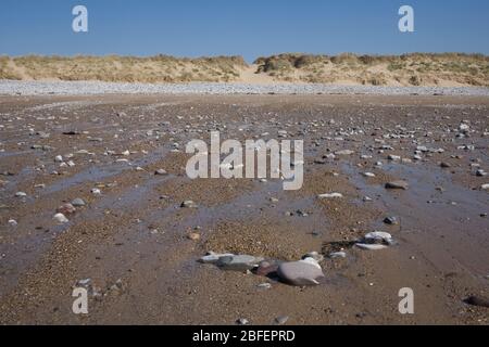 Feuchter Sand und Steine am Newton Beach Porthcawl am sonnigen Frühlingsmorgen mit Sanddünen und Pfad in der Ferne Stockfoto