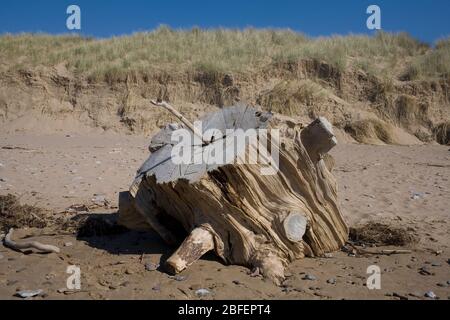 Baumstumpf mit dem Namen Kev auf ihm geschnitzt auf dem sandigen Newton Beach in der Nähe von Porthcawl an einem sonnigen Frühlingsmorgen Stockfoto