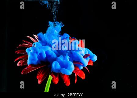 Rote Gerbera Daisy Blume auf schwarzem Hintergrund und blaue Acrylfarbe sprühen darauf. Stockfoto