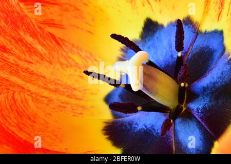 Das Innere einer Tulpenblume. Tulip pistil umgeben von Staubgefäßen mit Pollenkörnern. Makrofotografie in hoher Auflösung. Stockfoto
