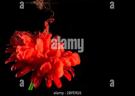 Rote Gerbera Daisy Blume auf schwarzem Hintergrund und blaue Acrylfarbe sprühen darauf. Stockfoto