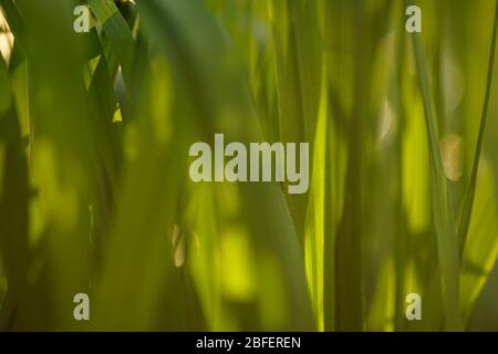 Frisches grünes Gras wächst in einem sonnigen Frühlingsfeld, weicher unscharfer Fokus. Stockfoto