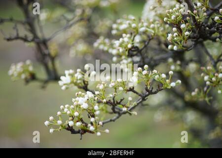 Blühende Birne Baum Zweig Nahaufnahme am Tag Stockfoto
