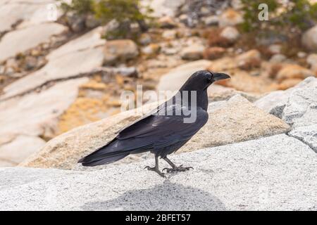 Krähe am Rande des Aussichtspunkts Olmsted Point im Yosemite National Park, Kalifornien, USA Stockfoto