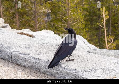 Krähe am Rande des Aussichtspunkts Olmsted Point im Yosemite National Park, Kalifornien, USA Stockfoto