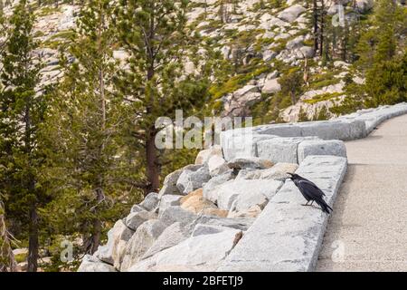 Krähe am Rande des Aussichtspunkts Olmsted Point im Yosemite National Park, Kalifornien, USA Stockfoto