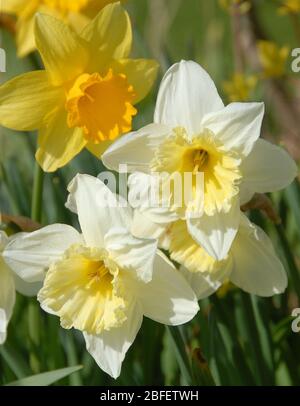 Narcissus 'Ice Follies' Division 2;Large-cupped;und Division I yello Narcissus' King Alfred' classic Tall Daffodil Stockfoto
