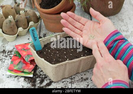 Solanum lycopersicum 'Alicante'. Tomatensamen im Frühjahr dünn und gleichmäßig in einem sauberen Tablett säen. GROSSBRITANNIEN Stockfoto