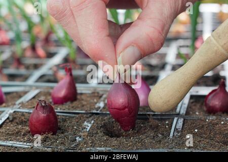 Allium cepa „Red Baron“. Beginnend rote Zwiebel in modularen Strahlen gesetzt, so dass sie gut Wurzeln, bevor sie ausgepflanzt werden. GROSSBRITANNIEN Stockfoto