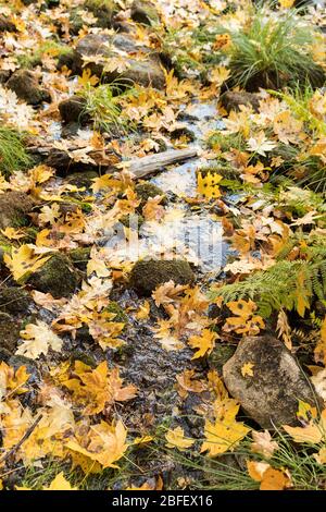 Wasser fließt aus der Fern Quelle im Yosemite Nationalpark, Kalifornien, USA Stockfoto