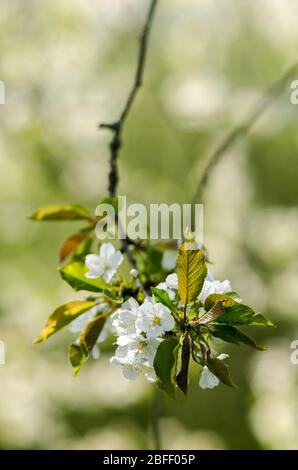 Prunus tomentosa, im Frühling auf dem Land in Deutschland, Westeuropa, als Nanking Cherry bekannt Stockfoto