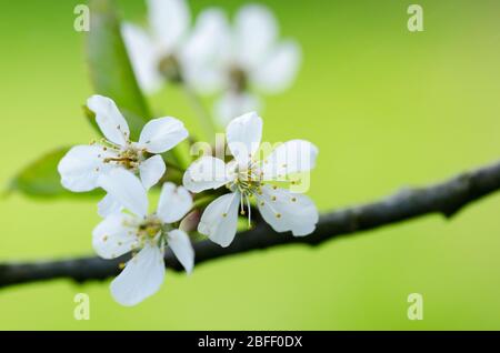 Prunus tomentosa, im Frühling auf dem Land in Deutschland, Westeuropa, als Nanking Cherry bekannt Stockfoto