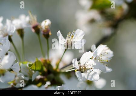 Prunus tomentosa, im Frühling auf dem Land in Deutschland, Westeuropa, als Nanking Cherry bekannt Stockfoto