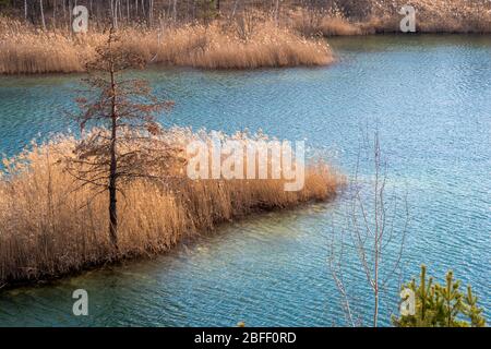 Blick von einer Klippe auf einem Waldsee mit Ufer mit Schilf und Kiefernspitzen im Vordergrund überwuchert im letzten Jahr. Hintergrund. Stockfoto