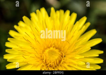 Sonchus oleraceus, gewöhnliche Sau Distelblüte auf einer Wiese im Frühling auf dem Land in Deutschland, Westeuropa Stockfoto