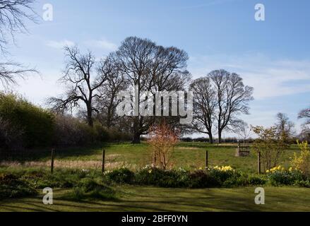 Frühlingsmorgen im April in einem Lincolnshire Landgarten Stockfoto
