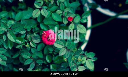 Floraler Hintergrund mit Blättern und Gemüse im Frühjahr vorbereitet Stockfoto