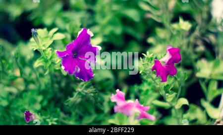 Floraler Hintergrund mit Blättern und Gemüse im Frühjahr vorbereitet Stockfoto