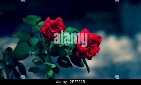 Floraler Hintergrund mit Blättern und Gemüse im Frühjahr vorbereitet Stockfoto