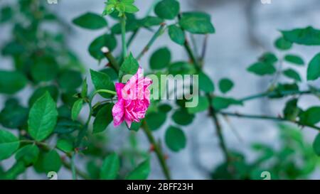 Floraler Hintergrund mit Blättern und Gemüse im Frühjahr vorbereitet Stockfoto