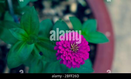 Floraler Hintergrund mit Blättern und Gemüse im Frühjahr vorbereitet Stockfoto