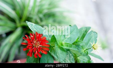 Floraler Hintergrund mit Blättern und Gemüse im Frühjahr vorbereitet Stockfoto