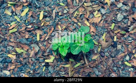 Floraler Hintergrund mit Blättern und Gemüse im Frühjahr vorbereitet Stockfoto