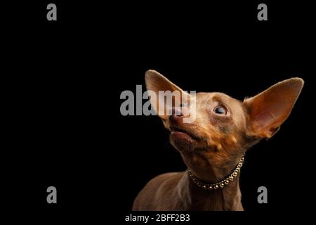 Porträt von Toy Terrier, der isoliert auf schwarzem Hintergrund aufschaut Stockfoto