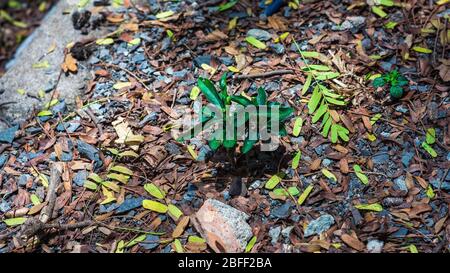 Floraler Hintergrund mit Blättern und Gemüse im Frühjahr vorbereitet Stockfoto