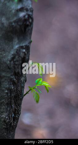 Floraler Hintergrund mit Blättern und Gemüse im Frühjahr vorbereitet Stockfoto